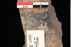 Foto (Detailansicht) von Pinus leuce Unger (NHMW-GEO-2024-0188-0298)